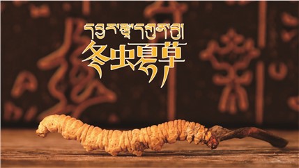 那曲新鮮冬蟲夏草什么時(shí)候采挖？